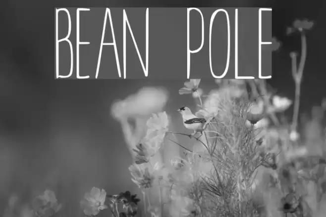 BEAN POLE Font examples