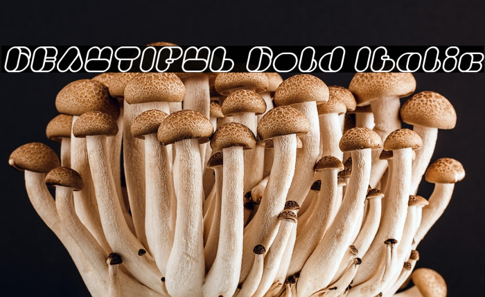 BEAUTIFUL Bold Italic Example 1