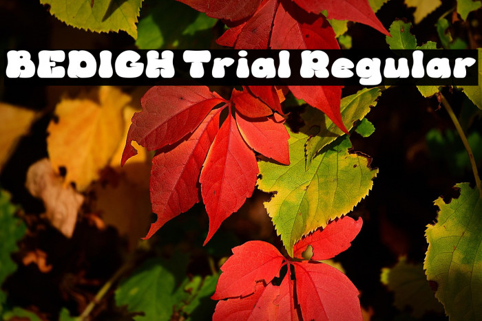 BEDIGH Trial Regular Example 1