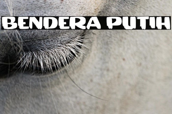 BENDERA PUTIH Example 3