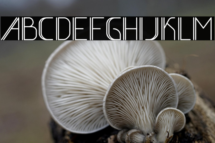 BeLati-Regular Example 3