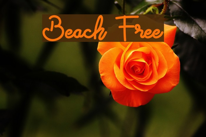 Beach Free Font examples