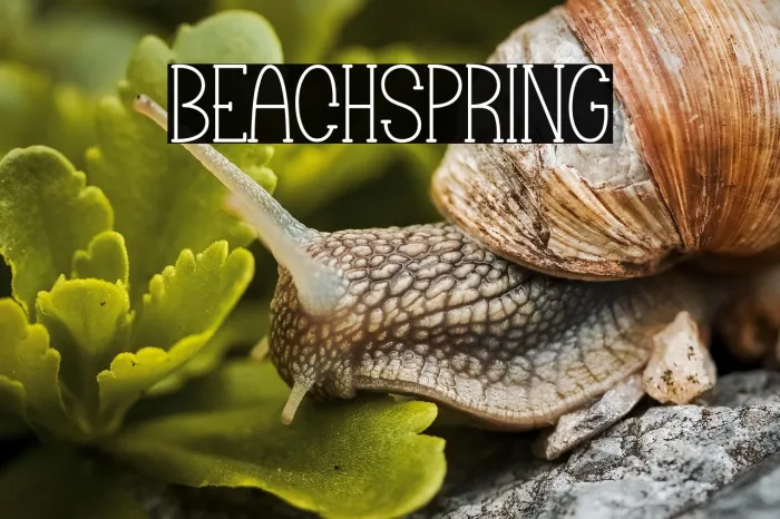 Beach Spring Example 1