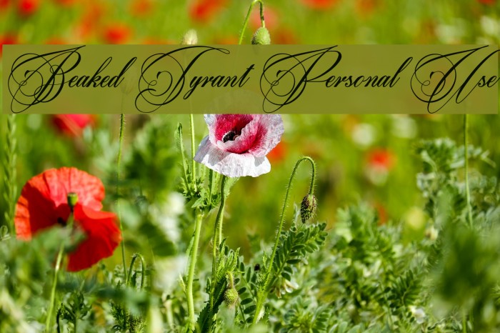 Beaked Tyrant Personal Use Font examples