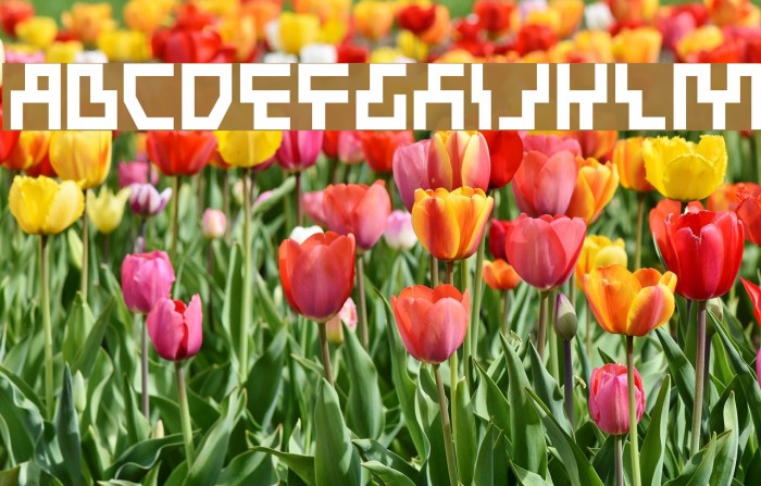 Beam Rider Bold Шрифта examples
