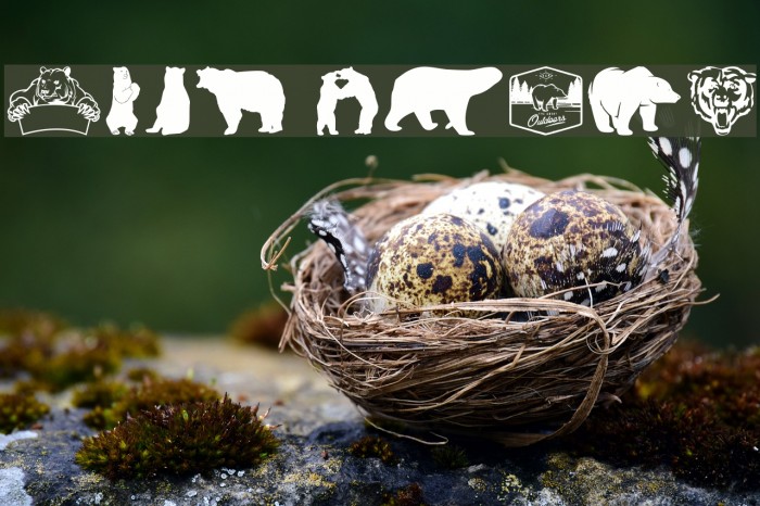 Bear Icons Example 3