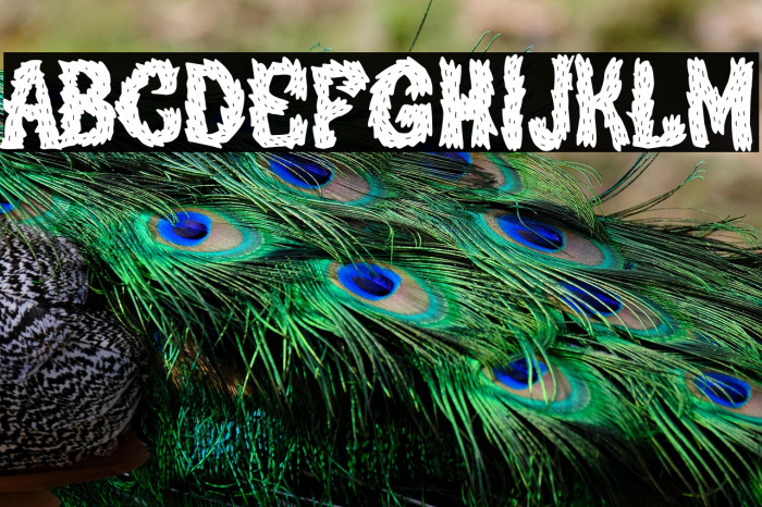 Beard Nation Example 1