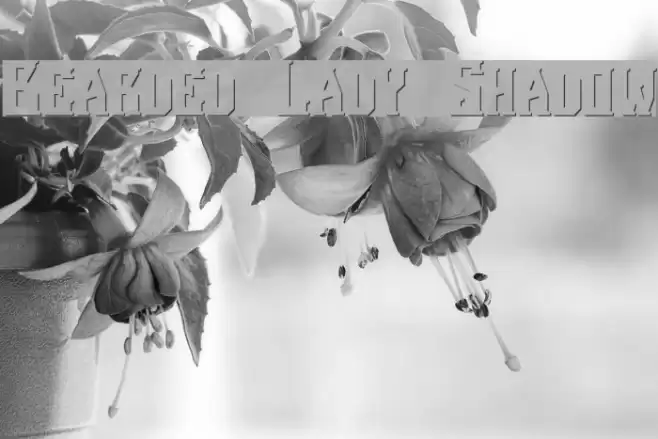Bearded Lady Shadow Font examples