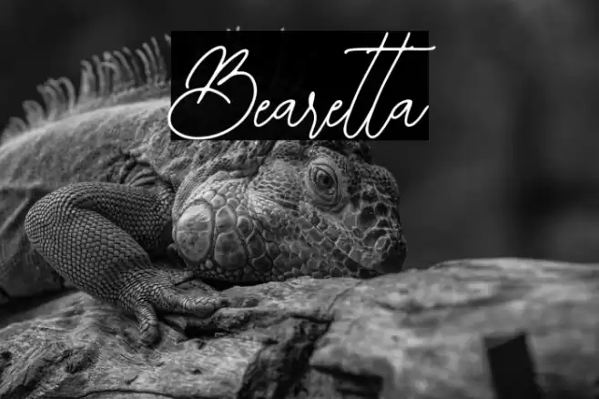 Bearetta Font examples