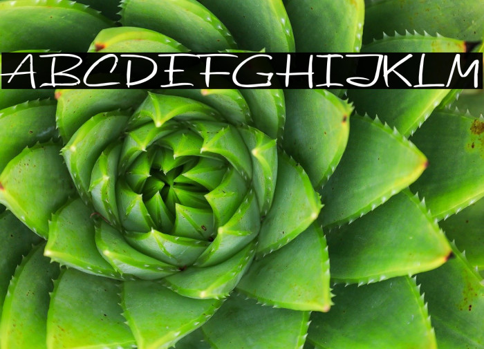 Beatday Fonte examples