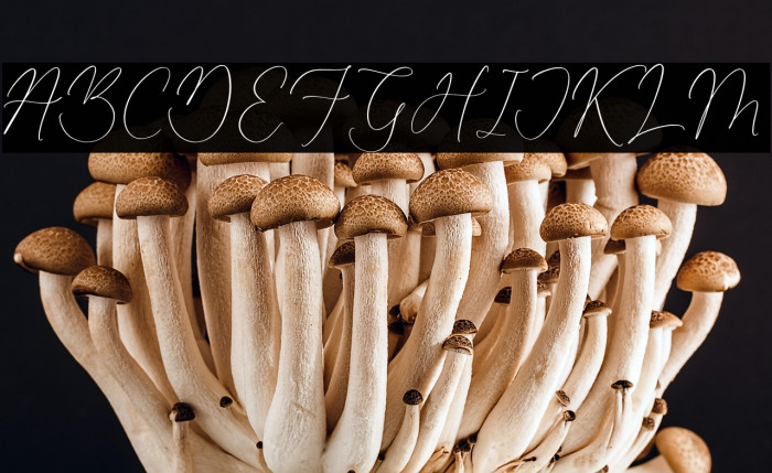 Beatrice Clorophil Example 2