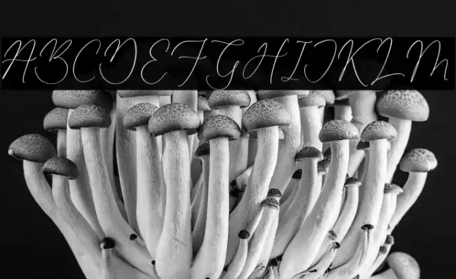 Beatrice Clorophil Caratteri examples