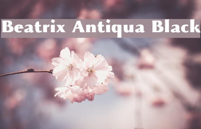 Beatrix Antiqua Black Example 1