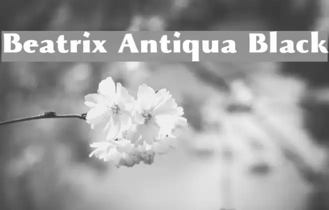 Beatrix Antiqua Black Font examples