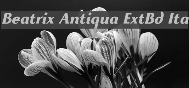 Beatrix Antiqua ExtBd Ita Font examples