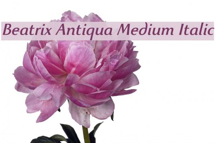 Beatrix Antiqua Medium Italic Font examples