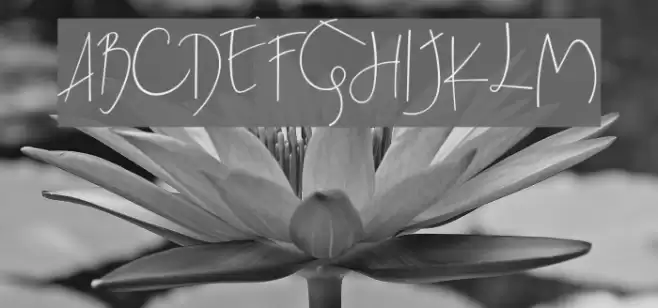 BeatrixSignature Font examples