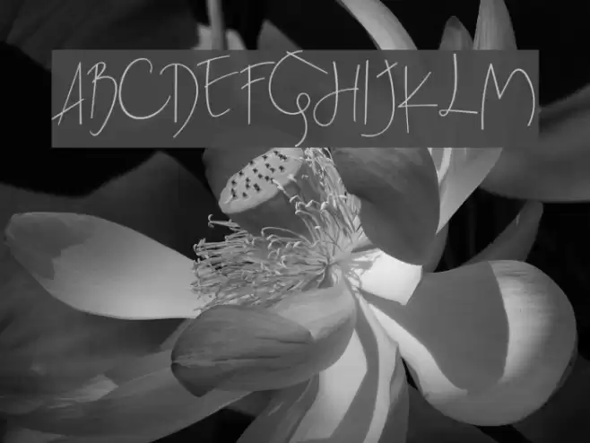 BeatrixSignature Font examples