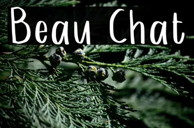 Beau Chat Example 3