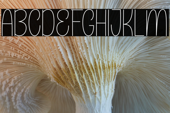 Beautiful Caroline Example 1