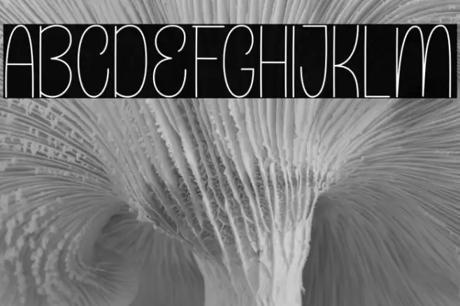 Beautiful Caroline 字体 examples