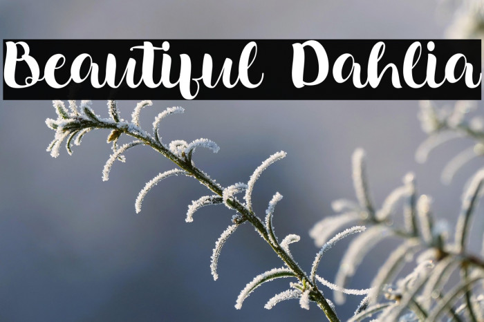 Beautiful Dahlia Example 3