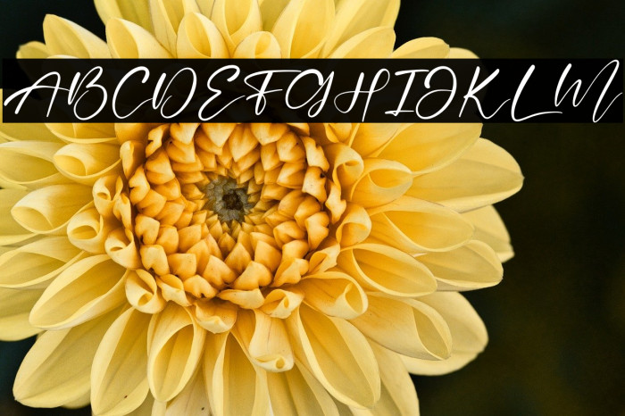 Beautiful Garden Example 1