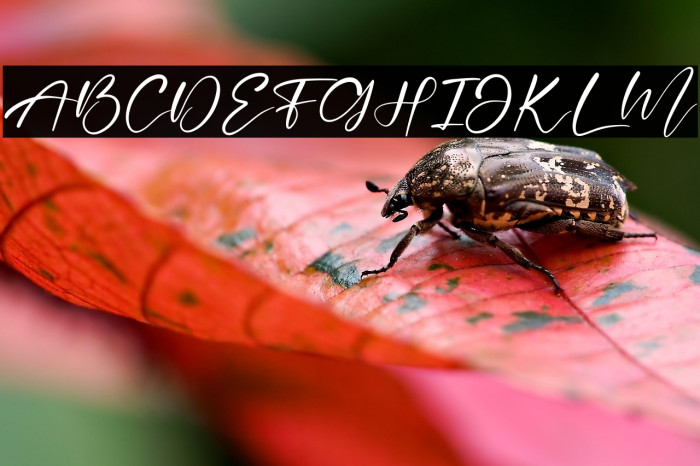 Beautiful Garden Example 2