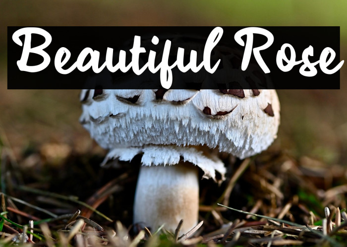 Beautiful Rose Example 1