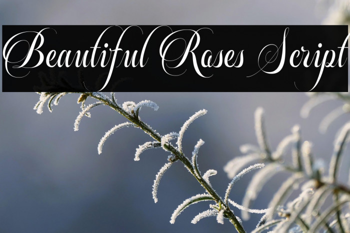 Beautiful Roses Script Example 3