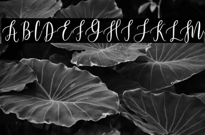 BeautifulScript-Light Font examples