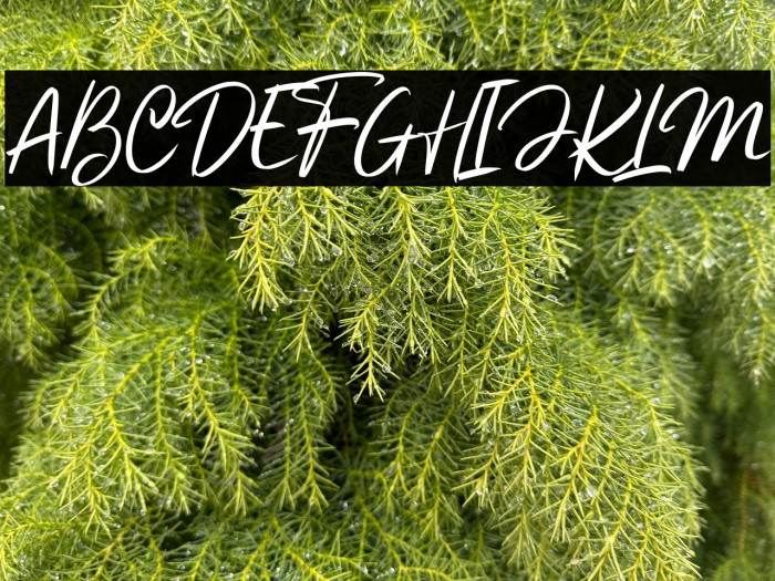 Beautifully DEMO Example 1