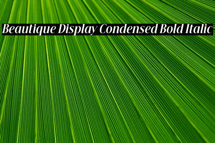 Beautique Display Condensed Bold Italic Example 1