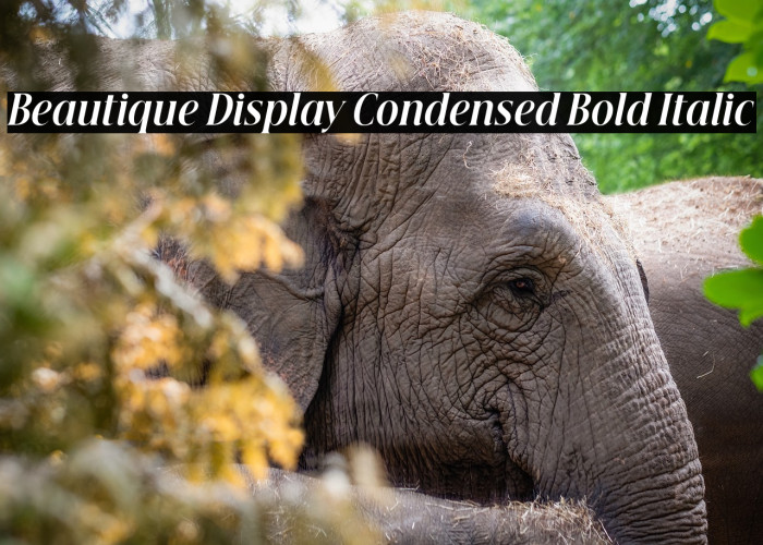 Beautique Display Condensed Bold Italic Example 2