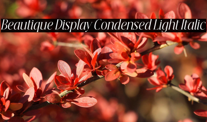 Beautique Display Condensed Light Italic Example 1