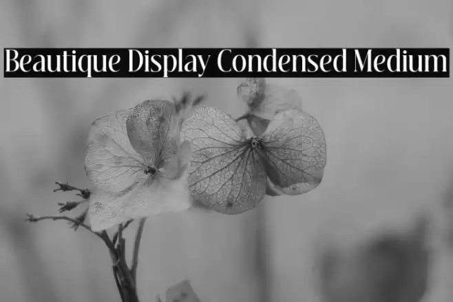 Beautique Display Condensed Medium Font examples