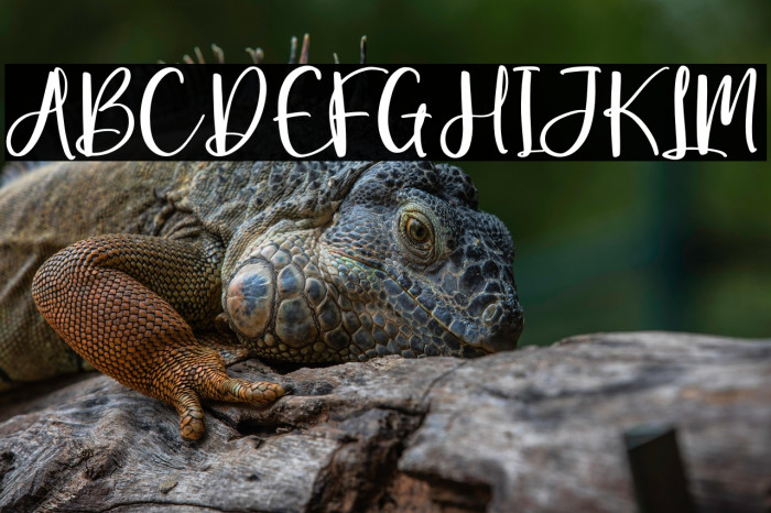 Beauty Amalia Example 3