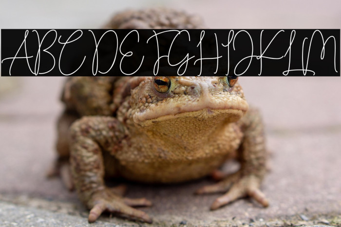 Beauty Andellia Example 1