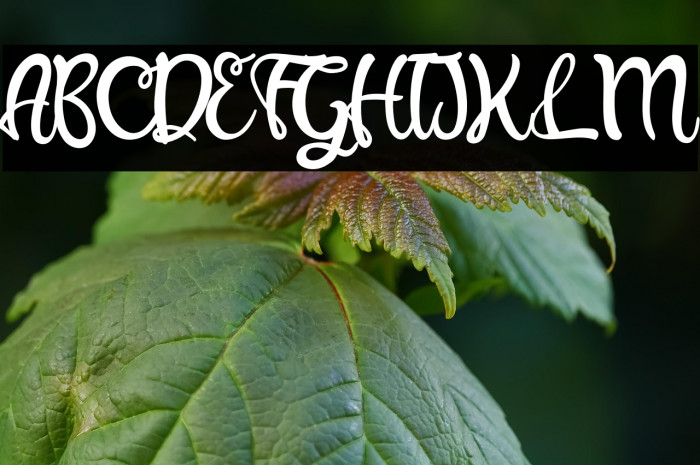 Beauty Angelin-Regular Example 1