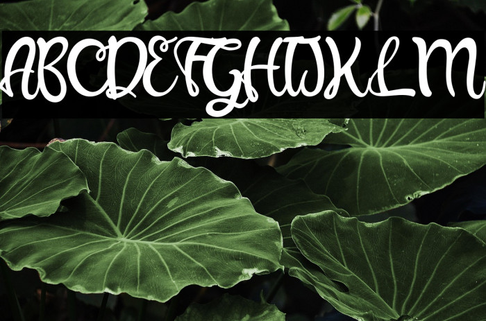 Beauty Angelin-Regular Example 3