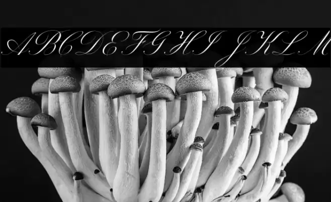 Beauty Athena Font examples