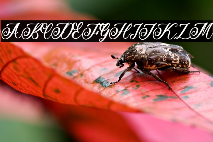 Beauty Rose Example 2