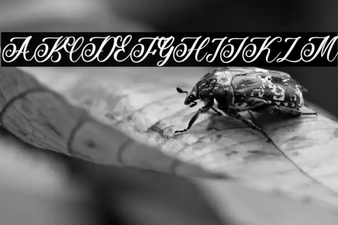 Beauty Rose Font examples