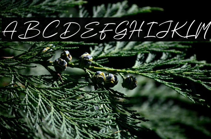 Beauty Wind Example 1