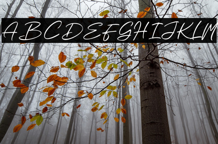 Beauty Wind Example 3