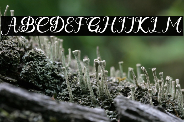 BeautyGadiez Example 2