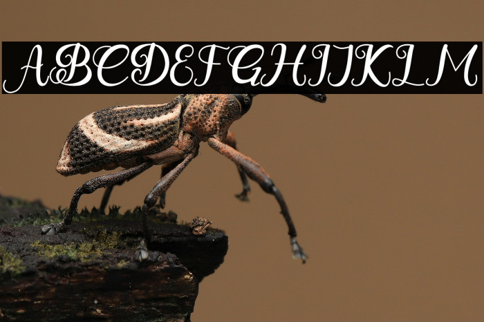 BeautyGadiez Example 3