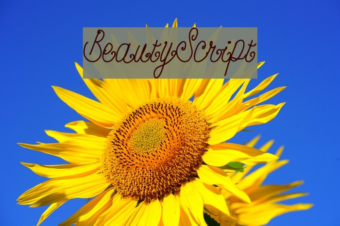 BeautyScript Font examples