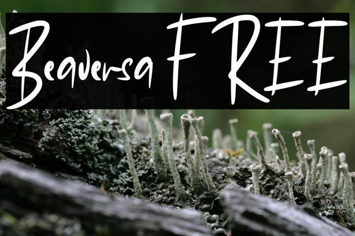 Beaversa FREE Example 3