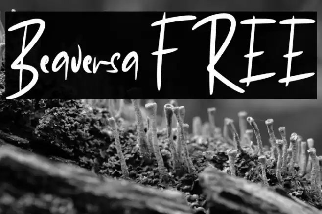 Beaversa FREE 字体 examples